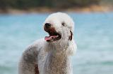 BEDLINGTON TERRIER 057